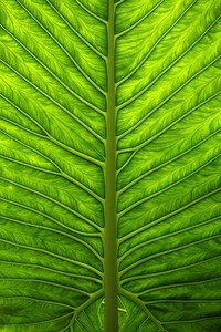 开拓者队逆袭马刺，东契奇绝杀晋级